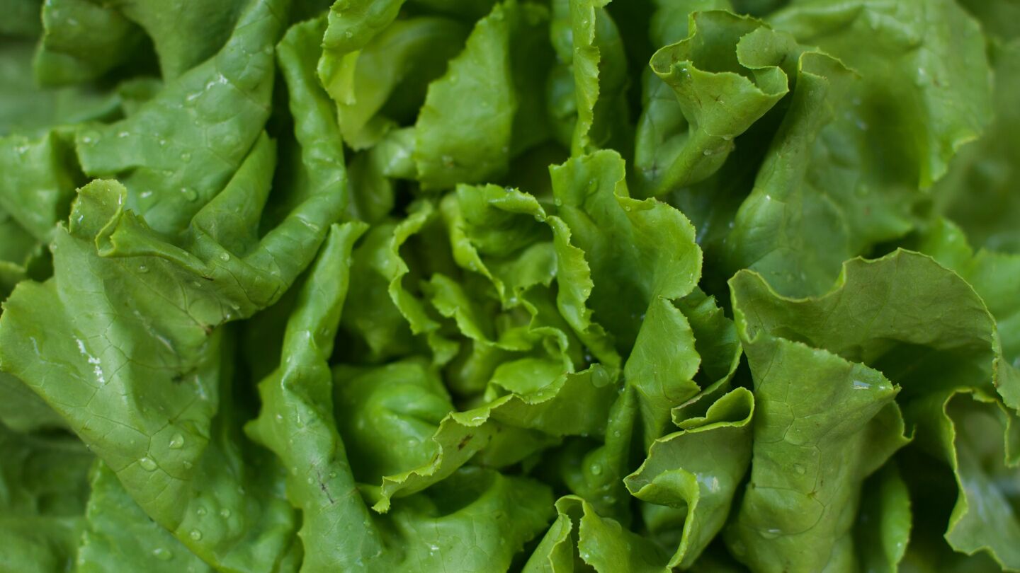 Lechuga