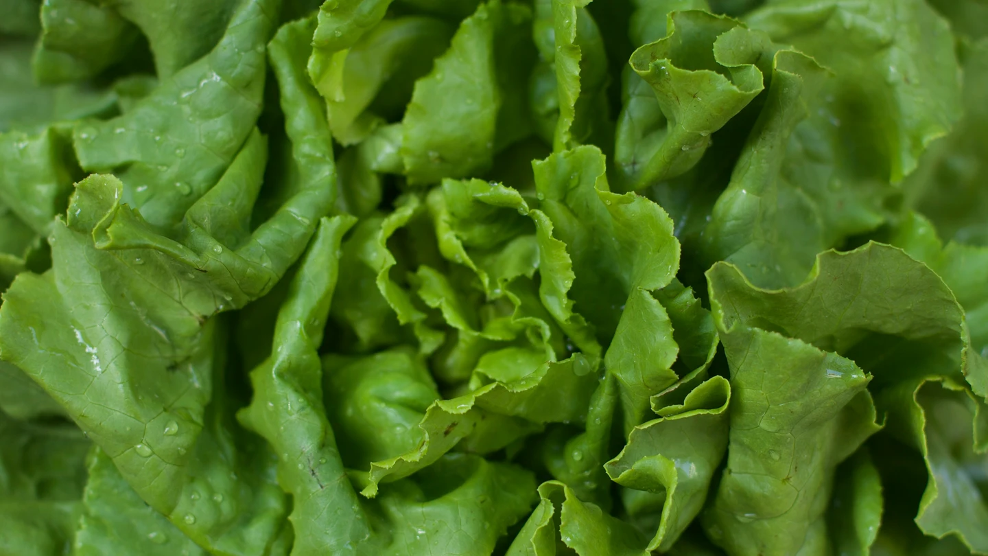 Lechuga Lechuga