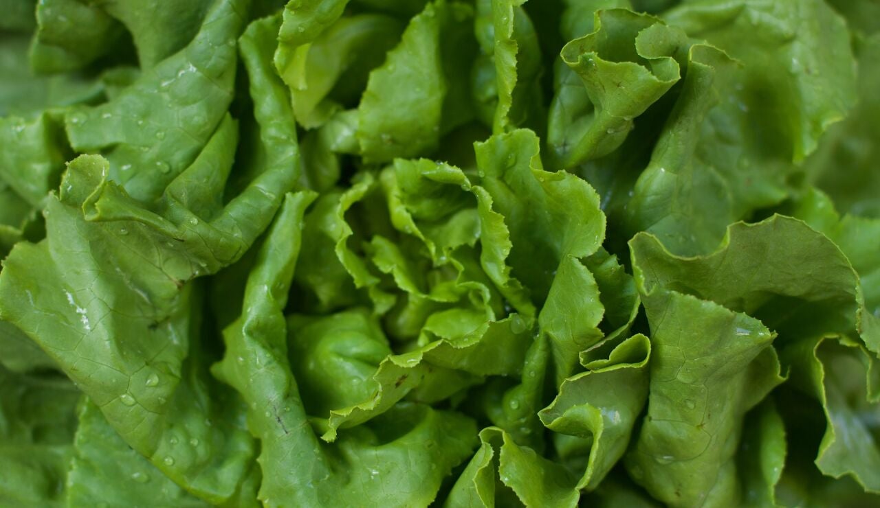 Lechuga