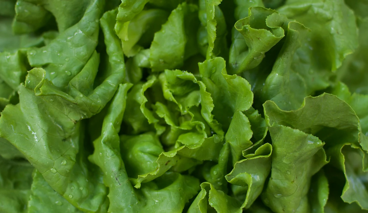 Lechuga