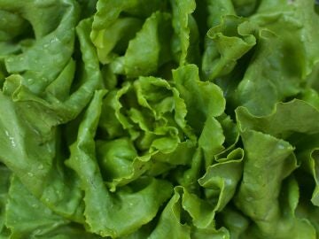 Lechuga