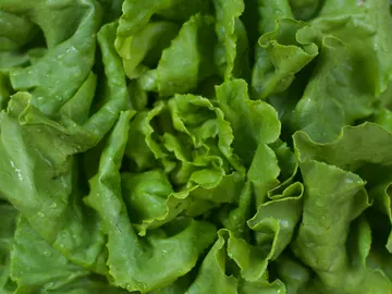 Lechuga Lechuga