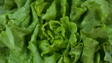 Lechuga Lechuga