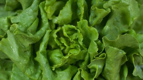 Lechuga