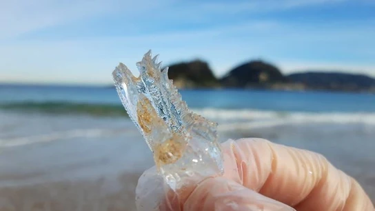 Una salpa en la playa de Ondarreta de San Sebastián. Una salpa en la playa de Ondarreta de San Sebastián.