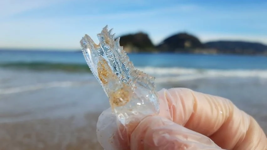 Una salpa en la playa de Ondarreta de San Sebastián.