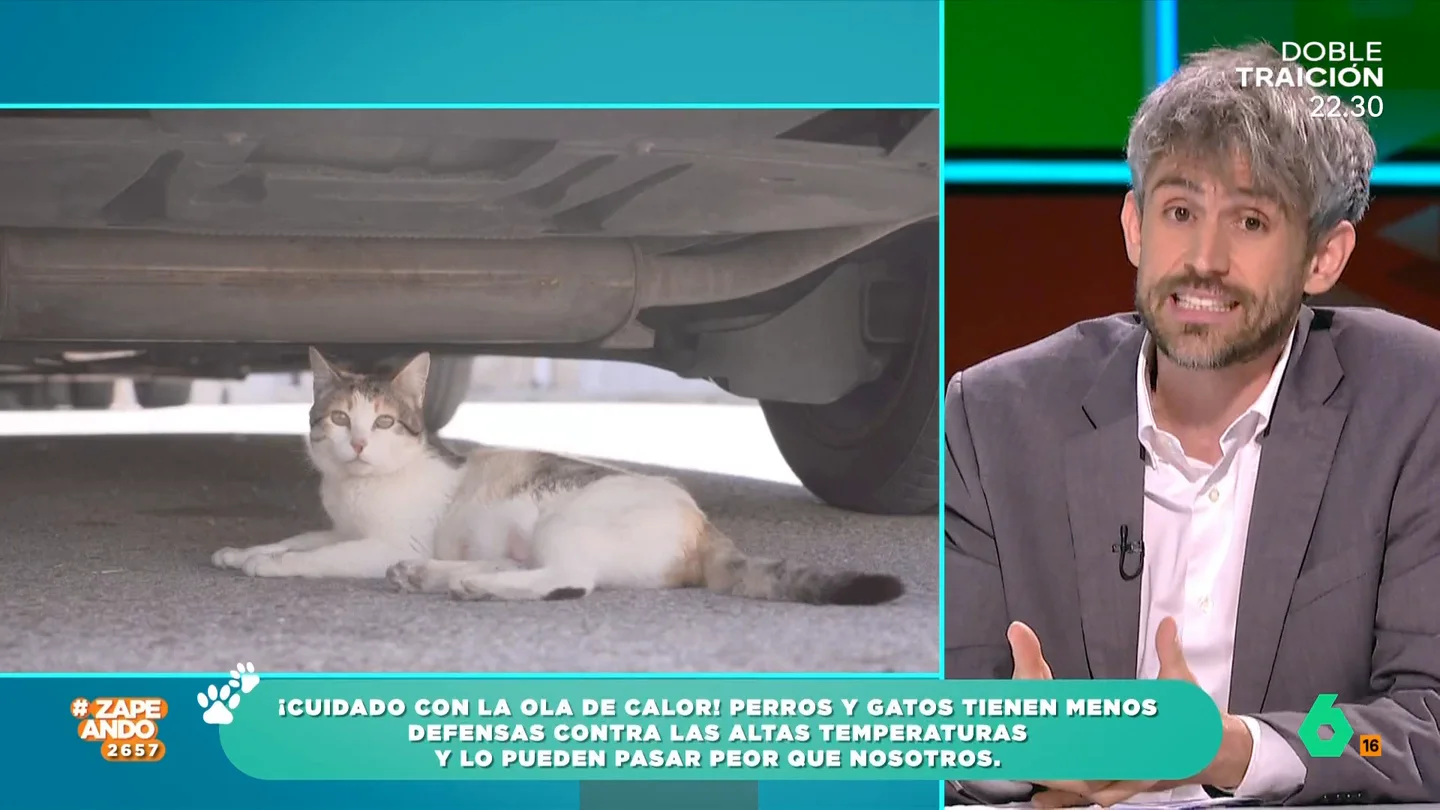 El veterinario Víctor Algra indica qué debemos hacer para que nuestras mascotas no sufran un golpe de calor Nuestras mascotas también sufren las altas temperaturas. El veterinario da varias recomendaciones para intentar que nuestros perros y gatos no sufran las consecuencias de la ola de calor.