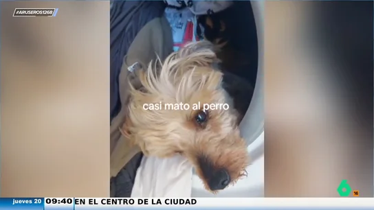 Justo a tiempo: una dueña va a poner la lavadora cuando descubre que su perro está dentro dormido Justo a tiempo: una dueña va a poner la lavadora cuando descubre que su perro está dentro dormido
