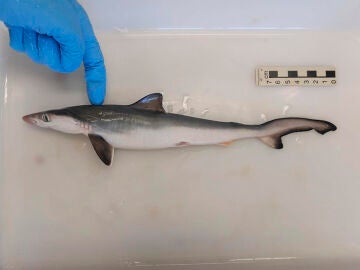 Un tiburón analizado por científicos