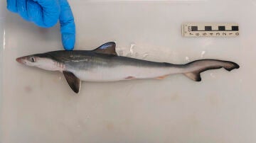 Un tiburón analizado por científicos