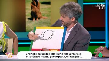 ¿Cómo se quitan las garrapatas? El veterinario Víctor Algra cuenta cómo hacerlo