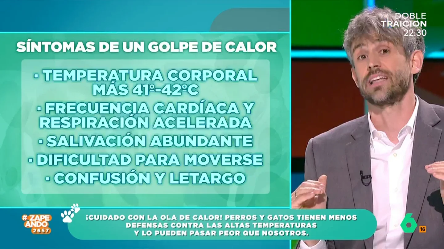 Cómo detectar si nuestro perro sufre un golpe de calor y qué hacer: el veterinario Víctor Alagra te lo explica Cómo detectar si nuestro perro sufre un golpe de calor y qué hacer: el veterinario Víctor Alagra te lo explica