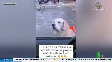 El viral de un perro guía que se detiene frente a los coches para abroncarlos si no paran cuando pasa su dueño