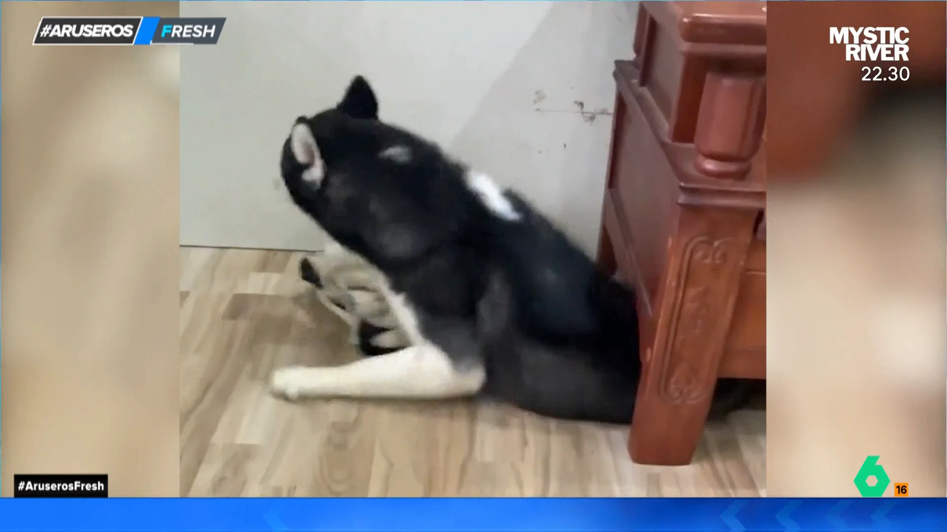 Así reacciona un husky cuando ve que van a dar de comer a su compañero perruno y él no puede alcanzar la comida