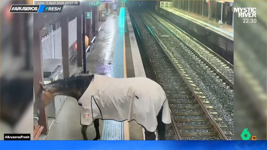 Unos pasajeros son sorprendidos al ver a un caballo desorientado entrar a la estación de tren Unos pasajeros son sorprendidos al ver a un caballo desorientado entrar a la estación de tren