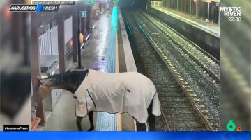 Unos pasajeros son sorprendidos al ver a un caballo desorientado entrar a la estación de tren