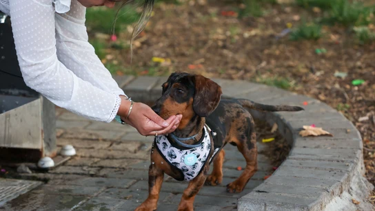 La Policía Nacional aconseja proteger a las mascotas del calor con la 'técnica de los cinco segundos' Un perro bebe agua en Mérida. EFE/ Jero Morales
