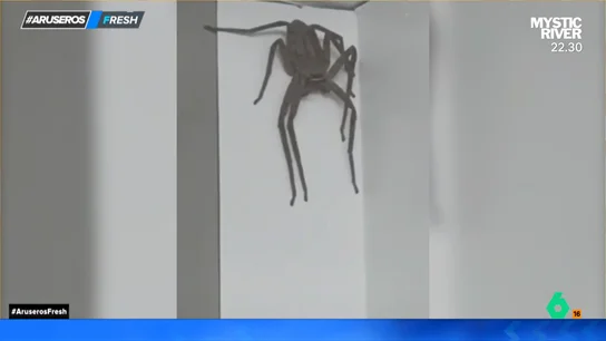 El impactante momento en el que un hombre graba la enorme araña que aparece en la pared de la oficina El impactante momento en el que un hombre graba la enorme araña que aparece en la pared de la oficina