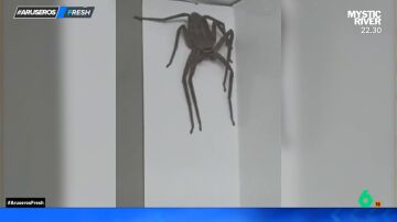 El impactante momento en el que un hombre graba la enorme araña que aparece en la pared de la oficina