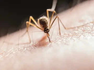 Mosquito Mosquito