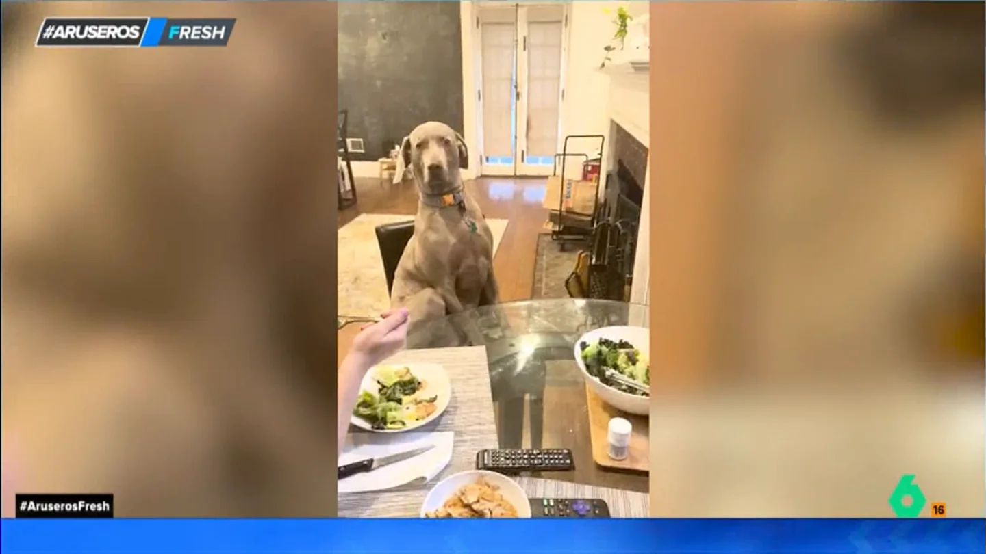 Un perro muy educado: así se sienta en un silla para acompañar a su dueña mientras come Un perro muy educado: así se sienta en un silla para acompañar a su dueña mientras come