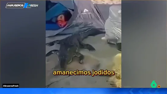 La surrealista duda de un joven que no sabe si despertar a su amigo o dejarle dormir al tener un cocodrilo al lado La surrealista duda de un joven que no sabe si despertar a su amigo o dejarle dormir al tener un cocodrilo al lado