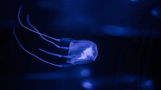 ¿Cómo actuar ante una picadura de medusa avispa? Todo lo que necesitas saber sobre sus síntomas Chironex fleckeri, también conocida como avispa de mar o medusa de caja.