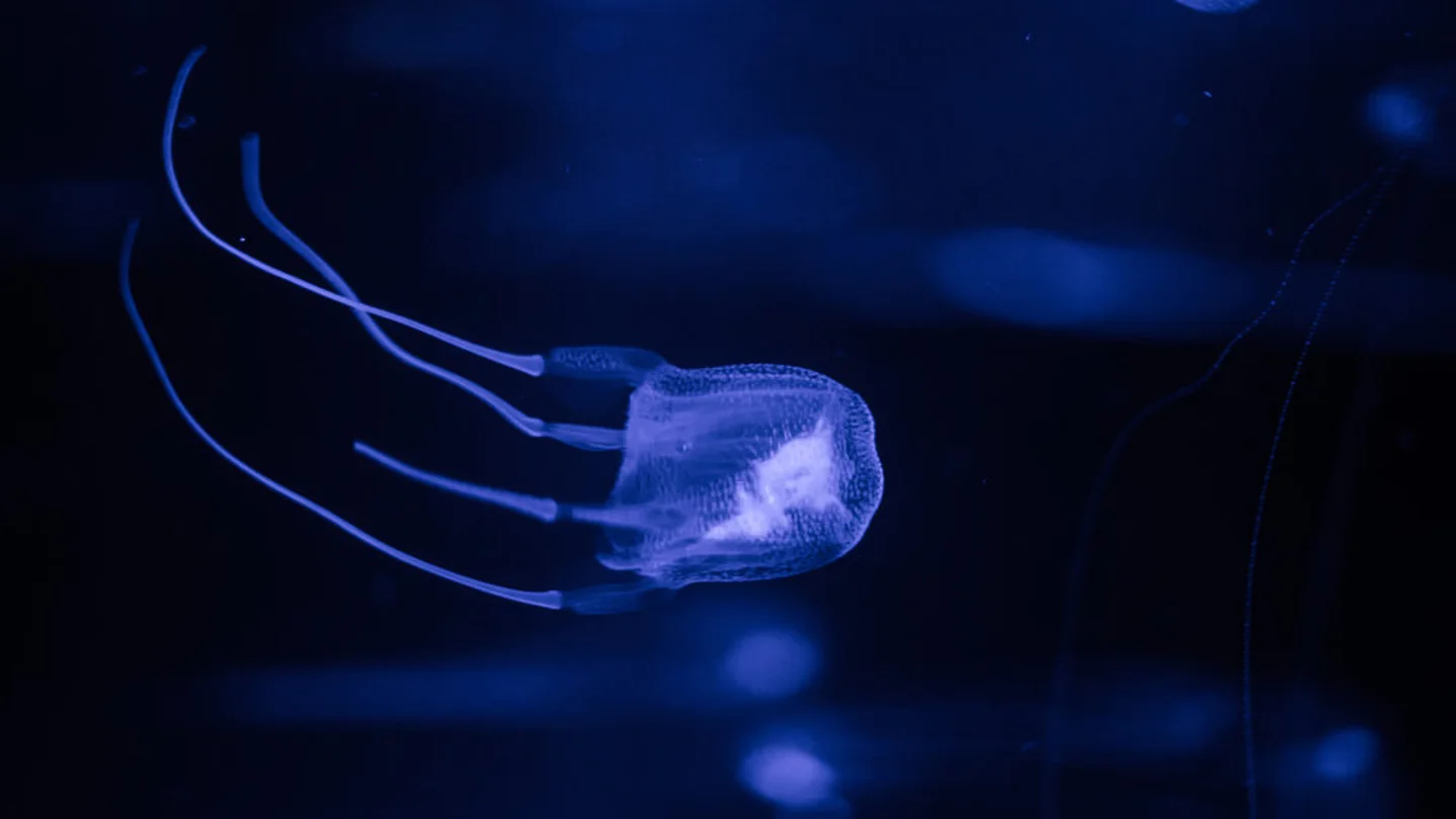 ¿Cómo actuar ante una picadura de medusa avispa? Todo lo que necesitas saber sobre sus síntomas Chironex fleckeri, también conocida como avispa de mar o medusa de caja.