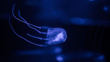¿Cómo actuar ante una picadura de medusa avispa? Todo lo que necesitas saber sobre sus síntomas
