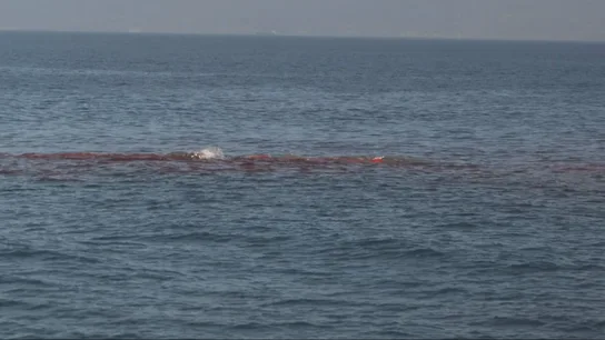 Hallan un cachalote muerto en el Estrecho de Gibraltar por la colisión con una gran embarcación Hallan un cachalote muerto en el Estrecho de Gibraltar por la colisión con una gran embarcación