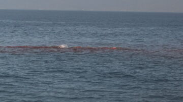 Hallan un cachalote muerto en el Estrecho de Gibraltar por la colisión con una gran embarcación