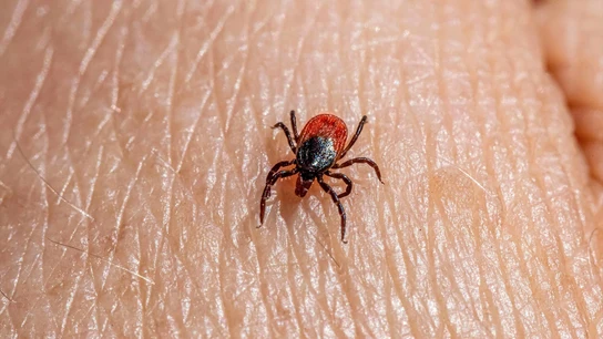 Una garrapata Una garrapata