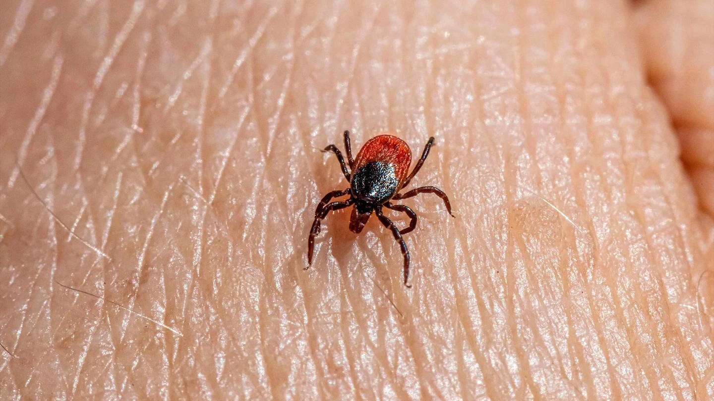 Una garrapata Una garrapata