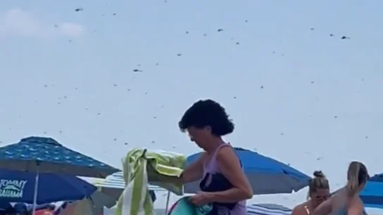 Un enjambre de libélulas siembra el pánico en una playa de Rhode Island Imágenes de la playa de Rhode Island, invadida por las libélulas