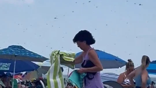 Un enjambre de libélulas siembra el pánico en una playa de Rhode Island Imágenes de la playa de Rhode Island, invadida por las libélulas