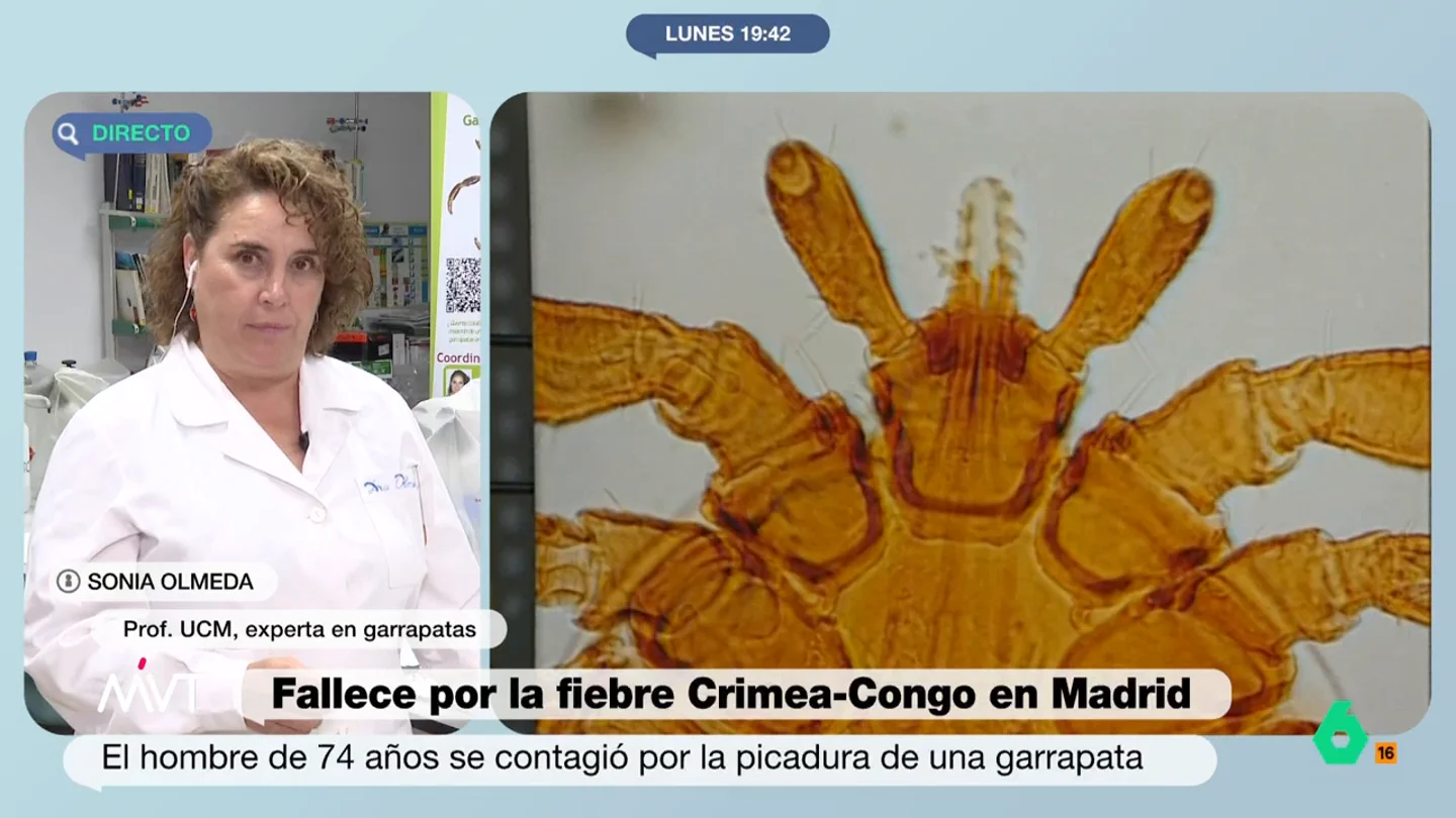 Una experta explica cómo evitar que te pique una garrapata: "Con ropa clara, pantalón largo con elásticos y calcetines" Una experta explica cómo evitar que te pique una garrapata: "Con ropa clara, pantalón largo con elásticos y calcetines"
