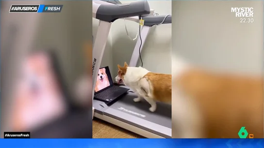 El perro fitness: así de bien se lo pasa un perro encima de una cinta andadora y con un vídeo motivacional El perro fitness: así de bien se lo pasa un perro encima de una cinta andadora y con un vídeo motivacional
