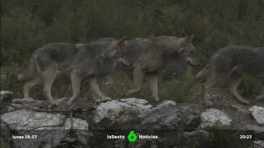lobo CyL lobo CyL