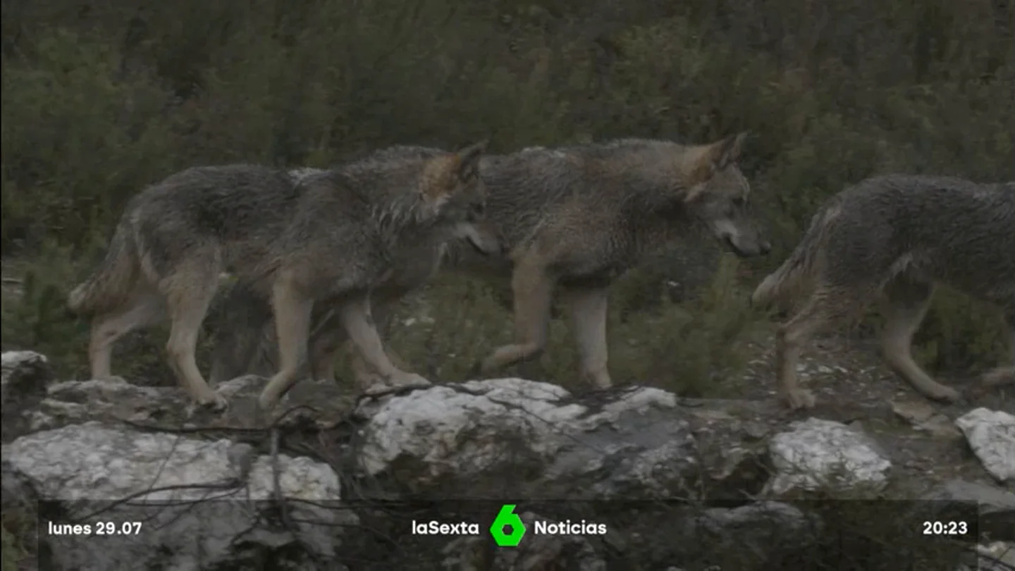 lobo CyL lobo CyL