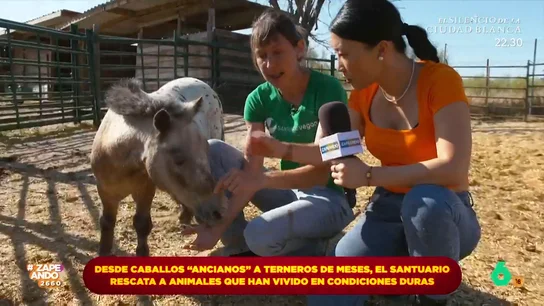 Jiaping visita un santuario de animales rescatados y se convierte en granjera por un día La reportera ha visitado el Santuario Vegan donde ha tenido la oportunidad de conocer su labor y las historias de varios de los animales de granja rescatados por esta fundación.