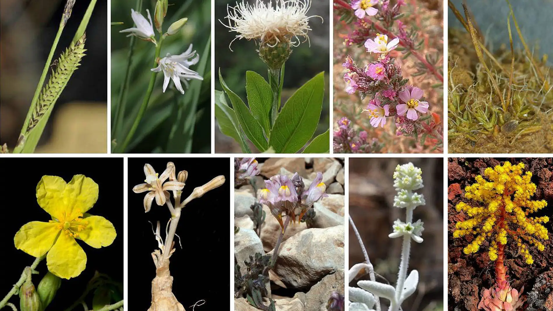 Nuevas plantas descubiertas por botanicos espanoles Nuevas plantas descubiertas por botanicos espanoles