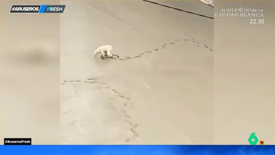 Un perro deja todo el rastro de sus patas al hacer sus necesidades sobre cemento fresco Un perro deja todo el rastro de sus patas al hacer sus necesidades sobre cemento fresco
