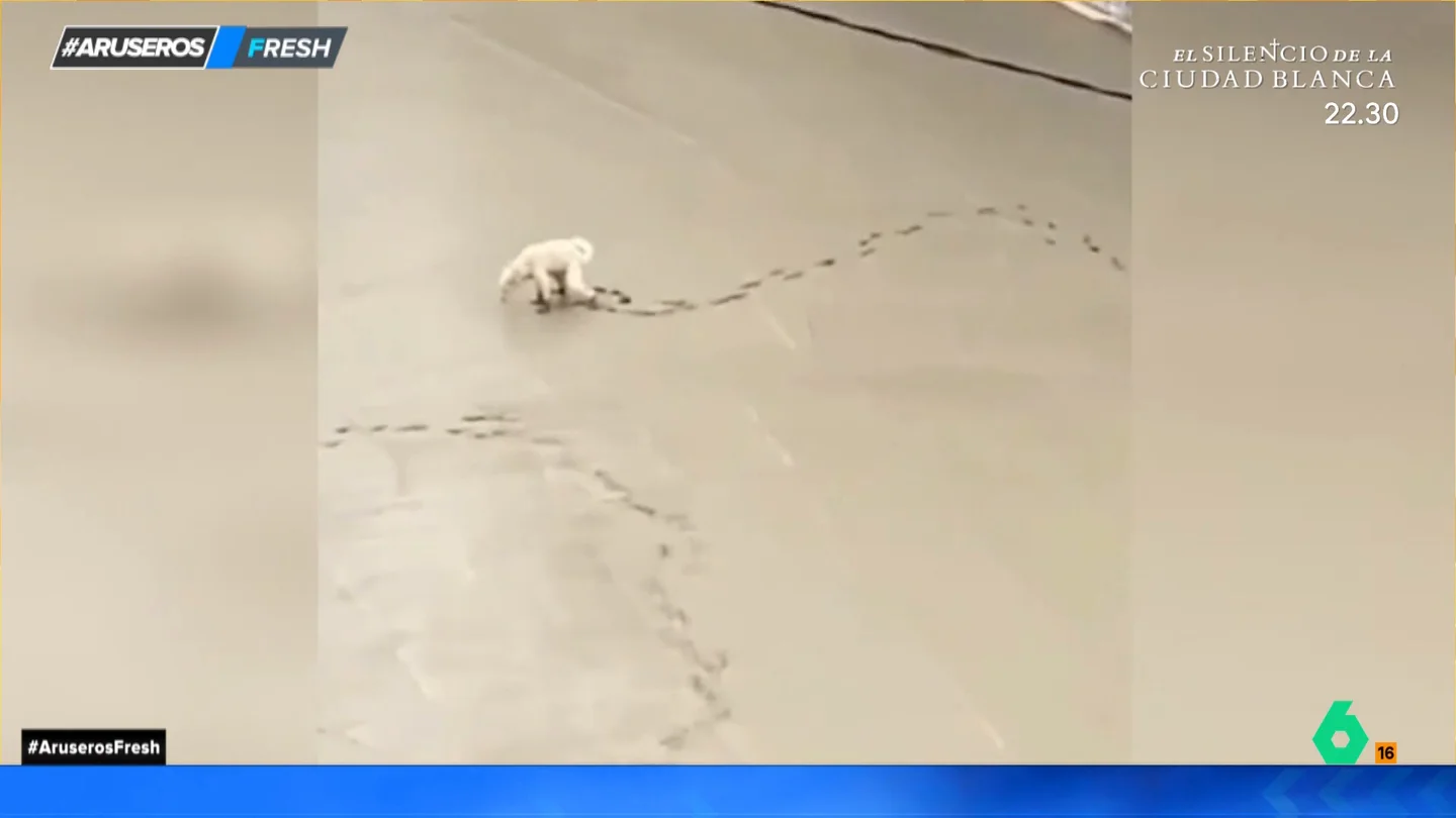 Un perro deja todo el rastro de sus patas al hacer sus necesidades sobre cemento fresco Un perro deja todo el rastro de sus patas al hacer sus necesidades sobre cemento fresco