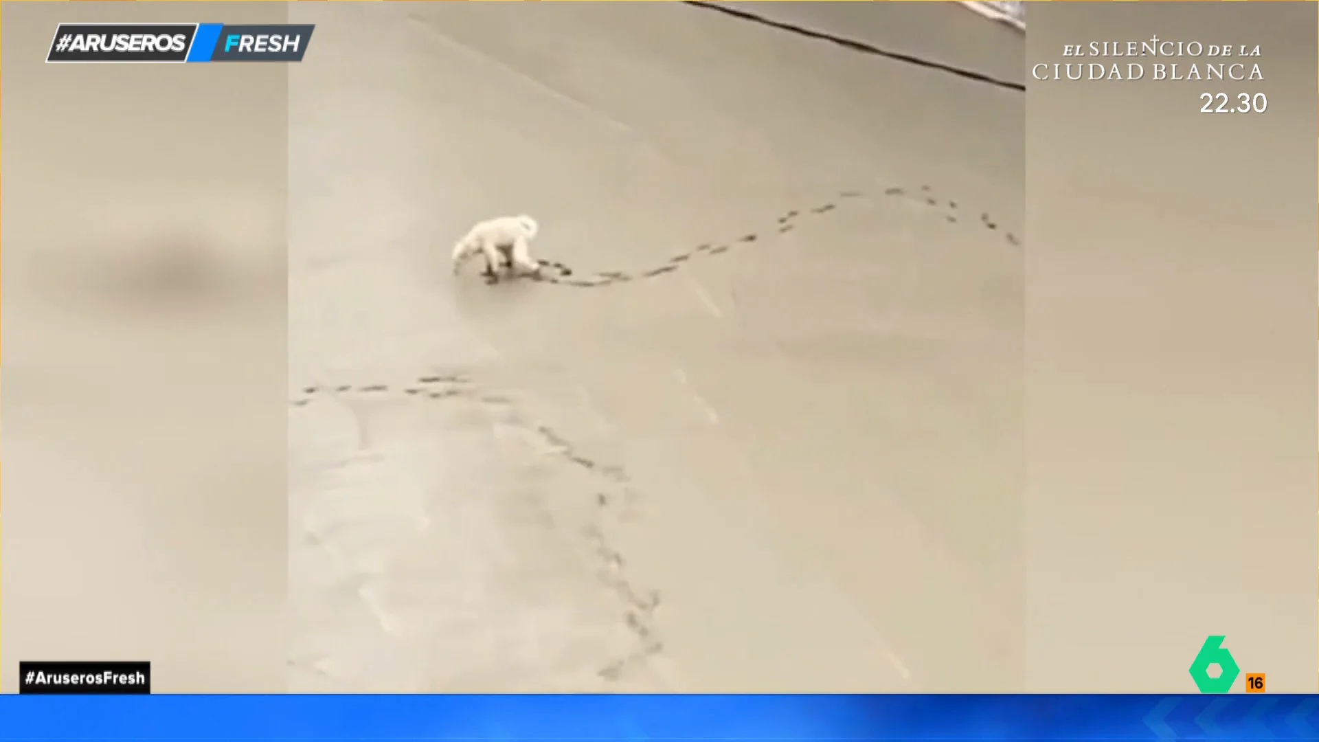 Un perro deja todo el rastro de sus patas al hacer sus necesidades sobre cemento fresco 