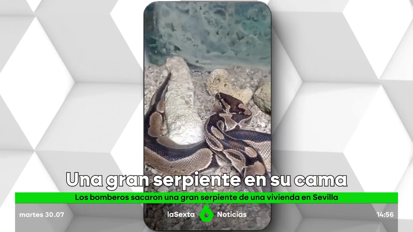 Serpiente en la cama Serpiente en la cama