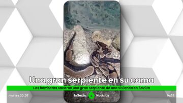 Serpiente en la cama