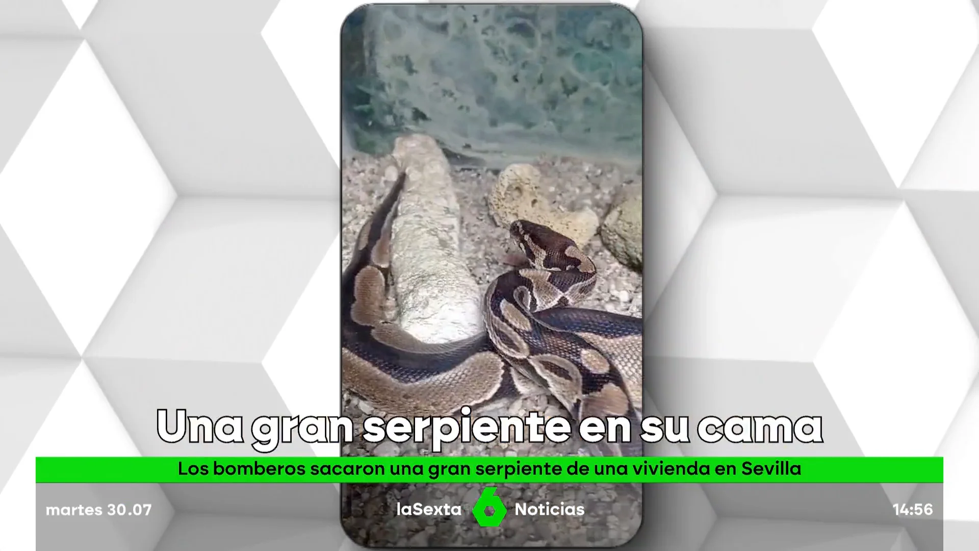 Serpiente en la cama