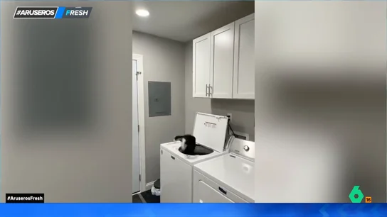 Un gato cae en una lavadora, fracasando en su intento de cazar una mosca Un gato cae en una lavadora, fracasando en su intento de cazar una mosca