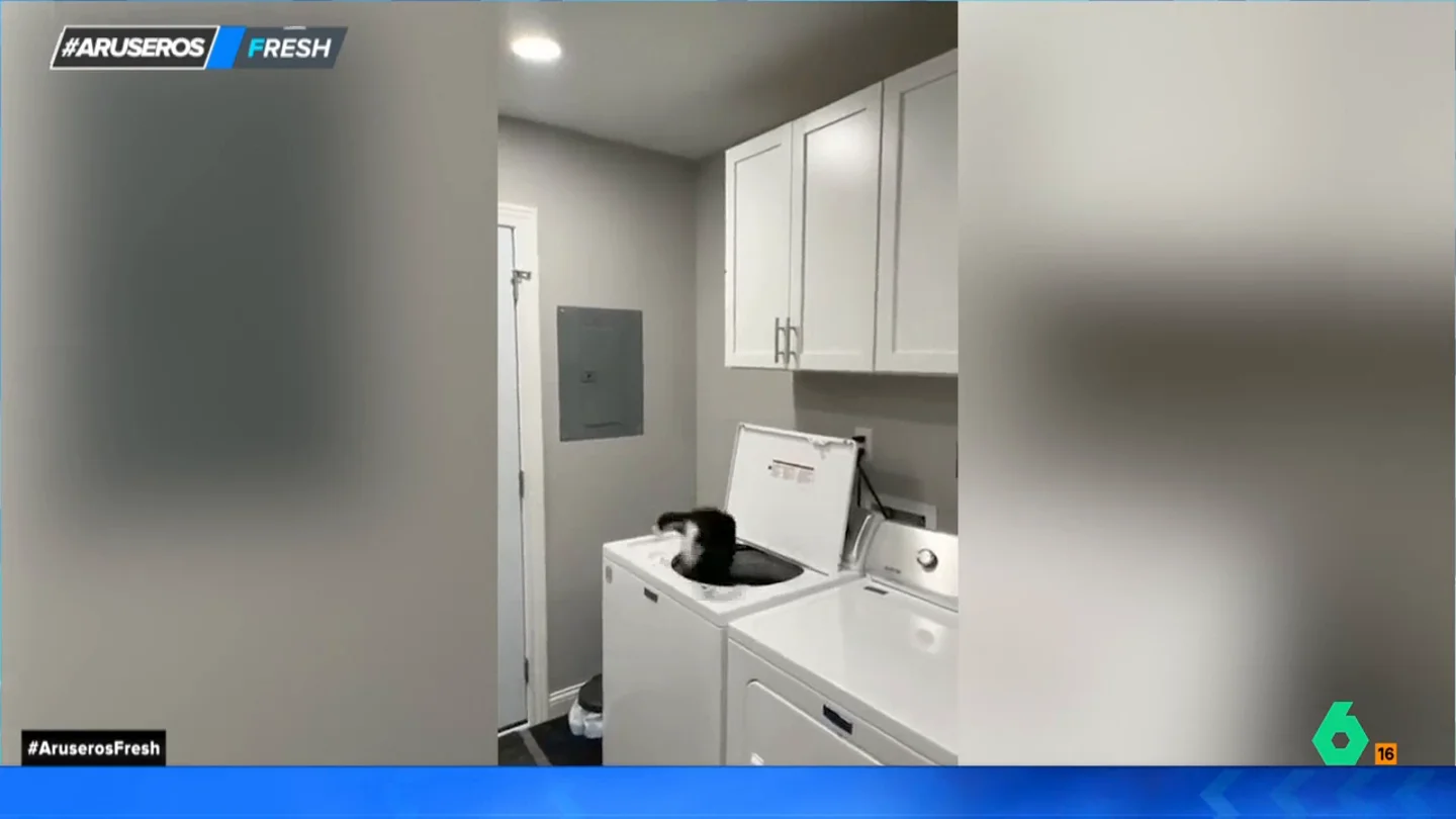 Un gato cae en una lavadora, fracasando en su intento de cazar una mosca Un gato cae en una lavadora, fracasando en su intento de cazar una mosca