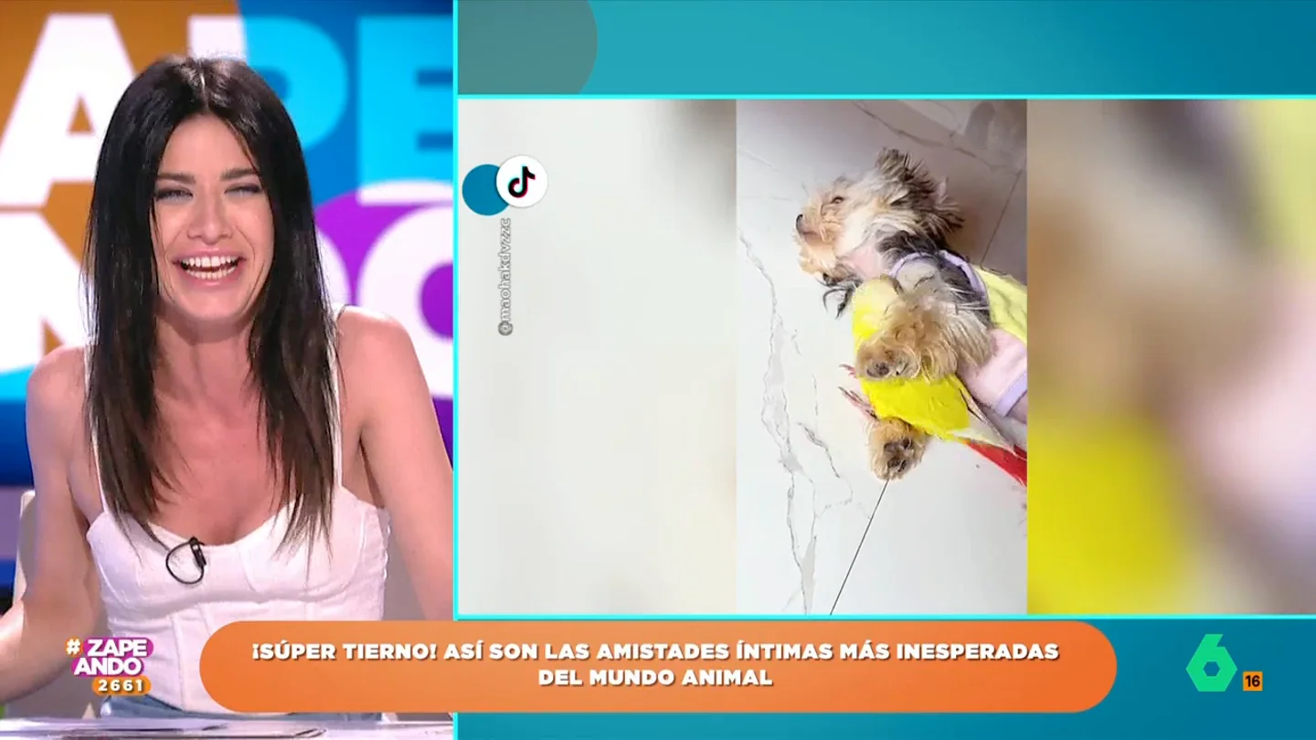El lapsus de Ares Teixidó que provoca las risas de sus compañeros: "Hubiera sido precioso" La zapeadora confunde dos palabras presentando un vídeo, un error que hace que sus compañeros no puedan evitar reírse. "Ahora estoy francamente decepcionado", bromea Dani Mateo.